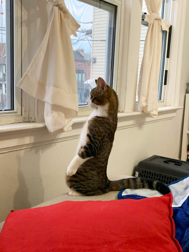 Some cats like standing as if they were humans.