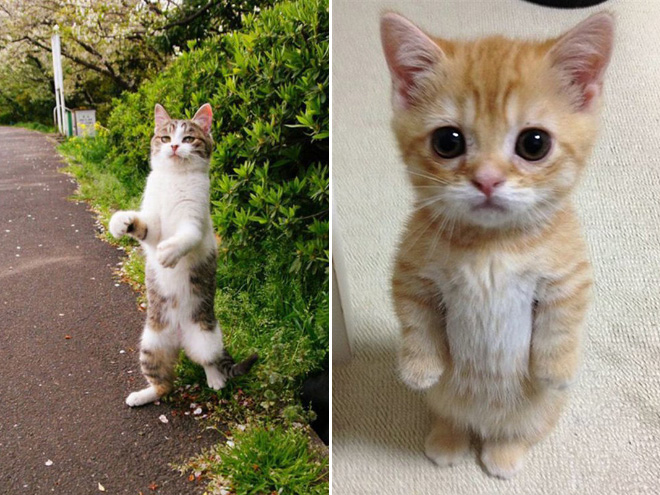 Some cats like standing as if they were humans.