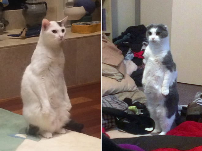 Some cats like standing as if they were humans.