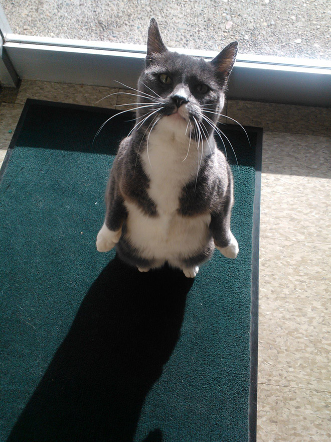 Some cats like standing as if they were humans.