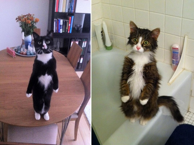 Some cats like standing as if they were humans.