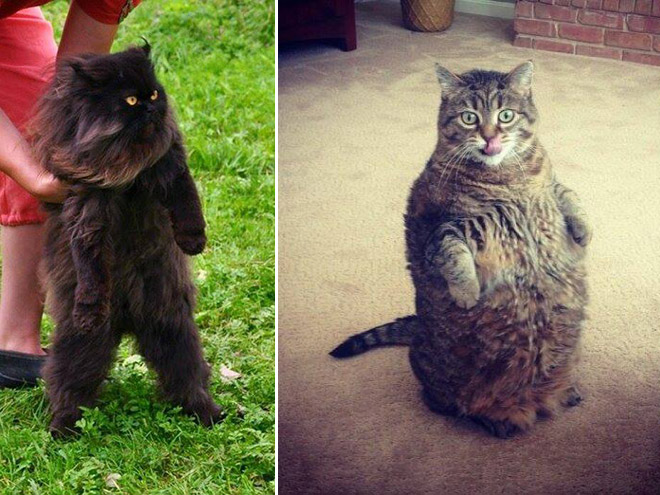 Some cats like standing as if they were humans.