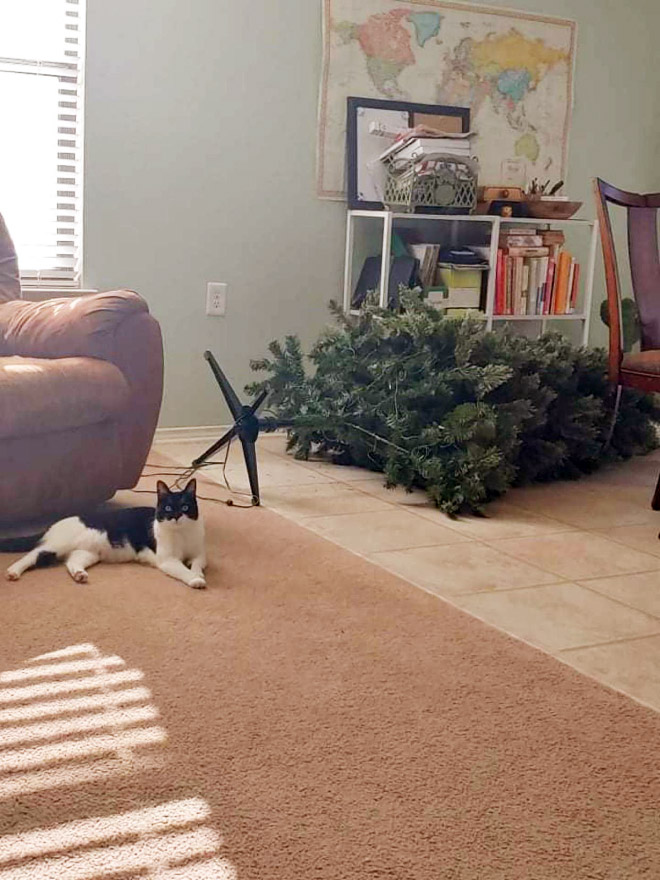 Cat vs. Christmas tree.