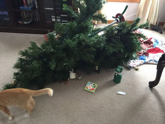 Cat vs. Christmas tree.