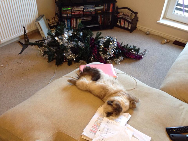 Cat vs. Christmas tree.