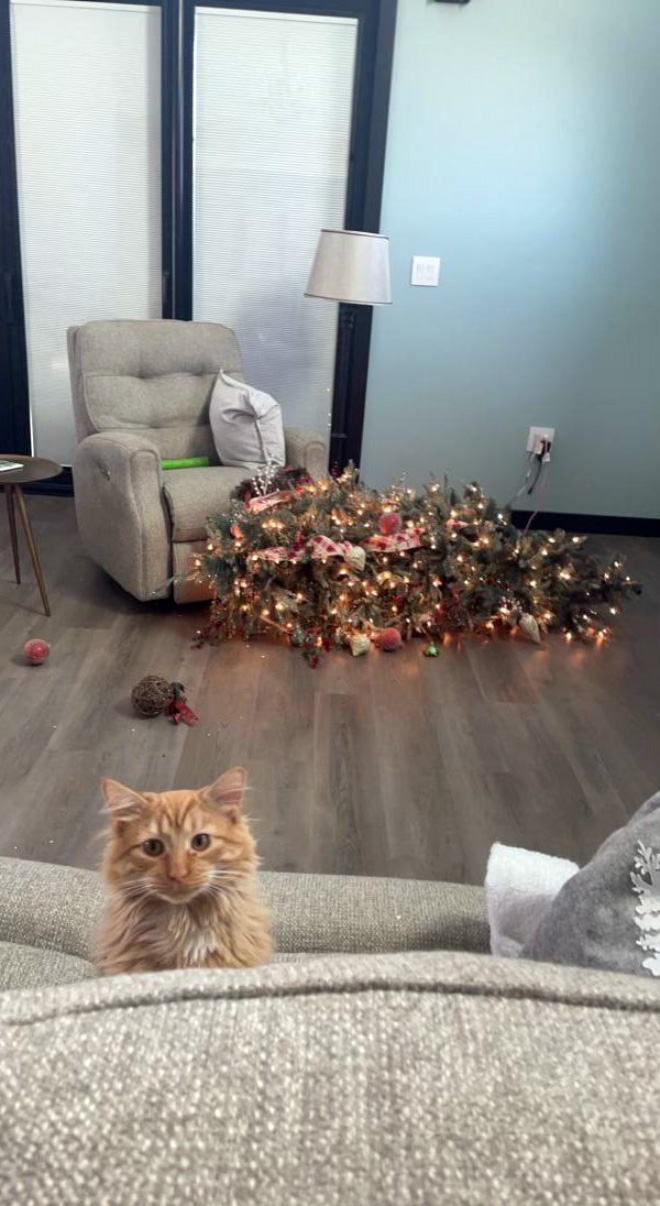 Cat vs. Christmas tree.