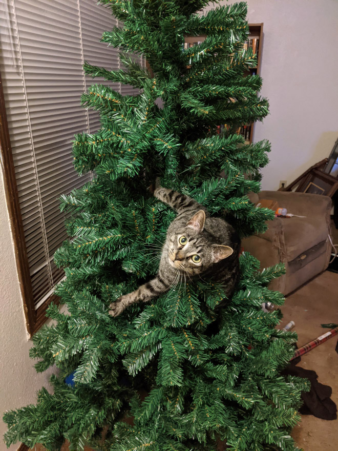 Cat vs. Christmas tree.