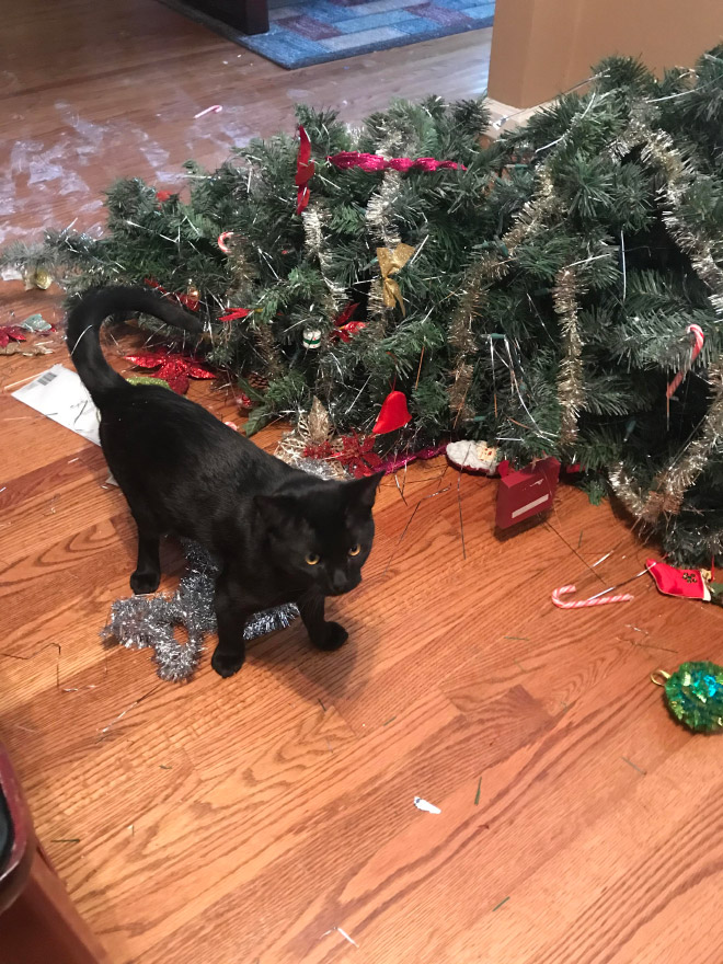 Cat vs. Christmas tree.