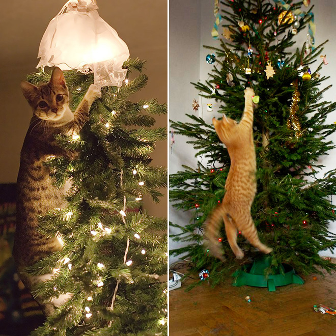 Cats vs. Christmas trees.