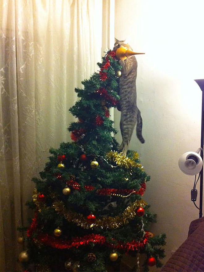 Cat vs. Christmas tree.