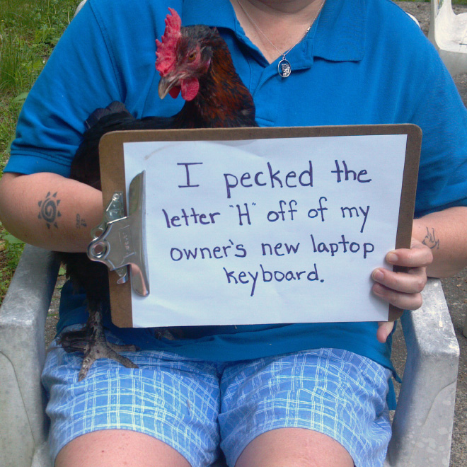 Chicken shaming.