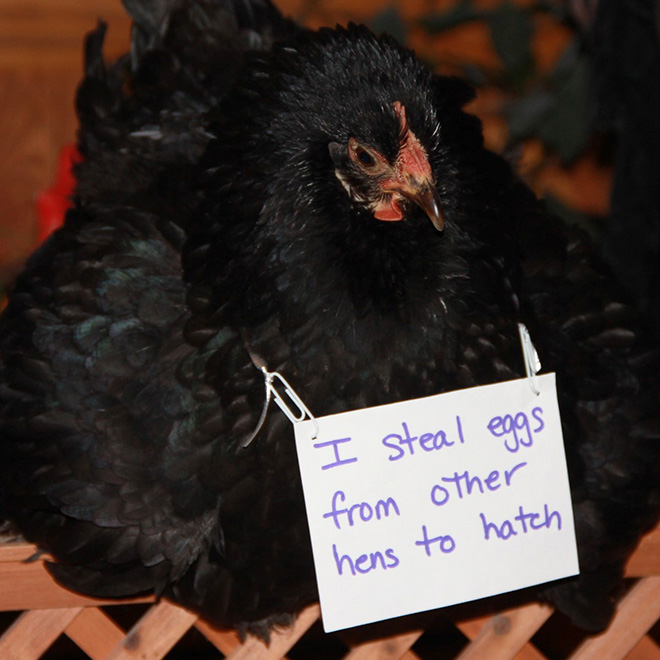 Chicken shaming.