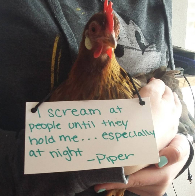 Chicken shaming.