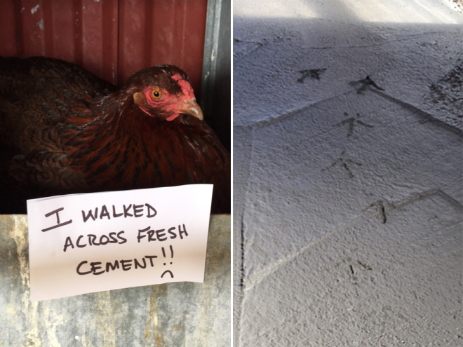 Chicken shaming.