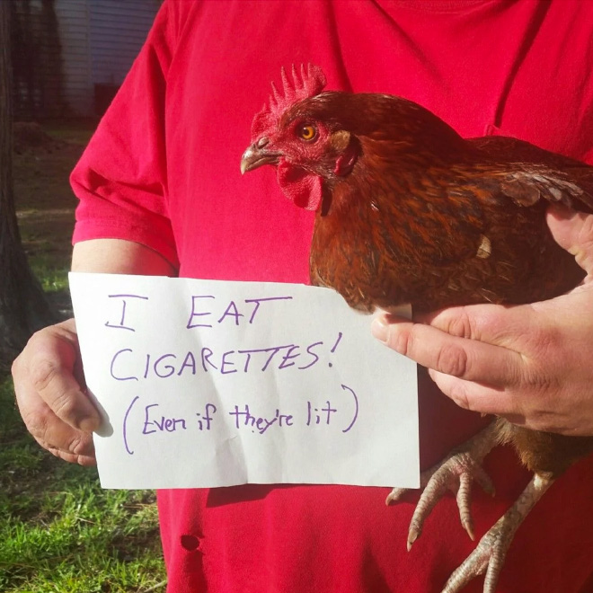 Chicken shaming.