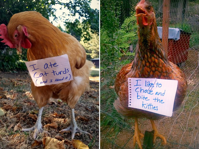 Chicken shaming.