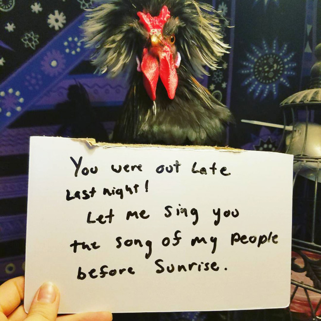 Chicken shaming.