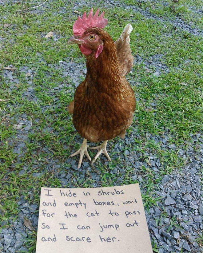 Chicken shaming.