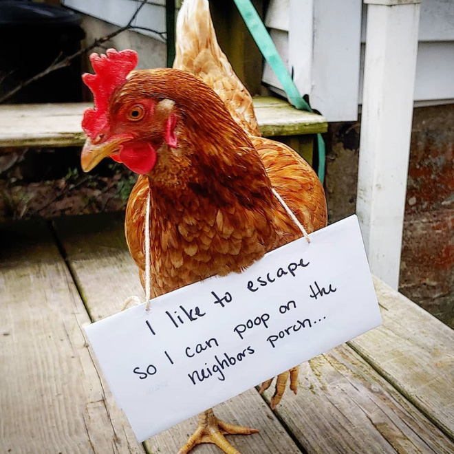 Chicken shaming.