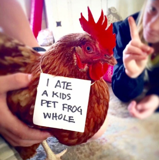 Chicken shaming.