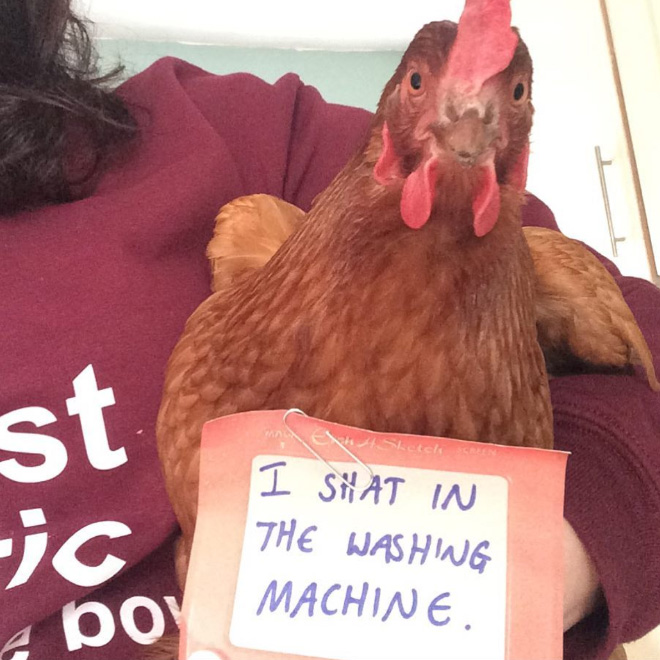 Chicken shaming.