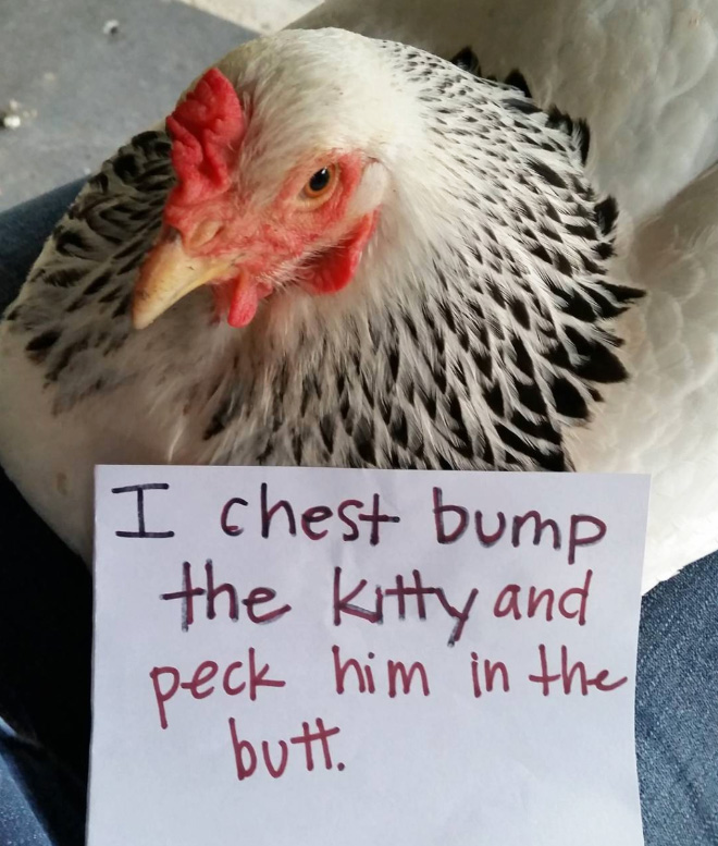 Chicken shaming.