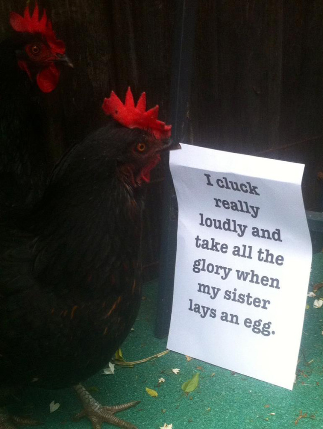 Chicken shaming.