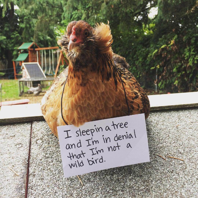 Chicken shaming.