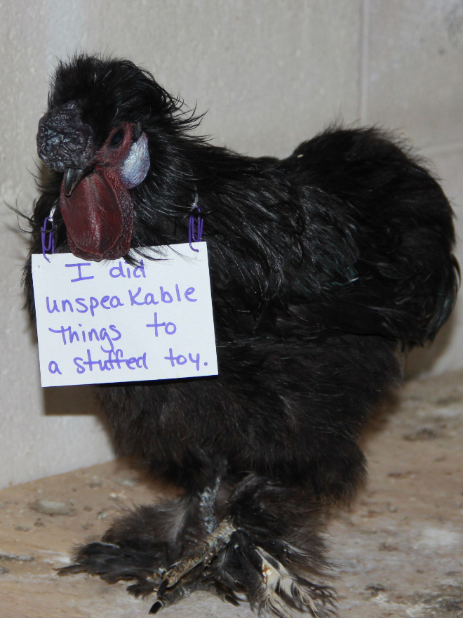 Chicken shaming.