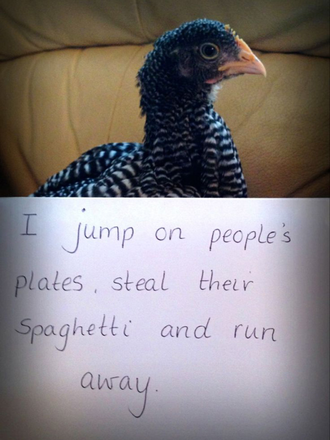 Chicken shaming.