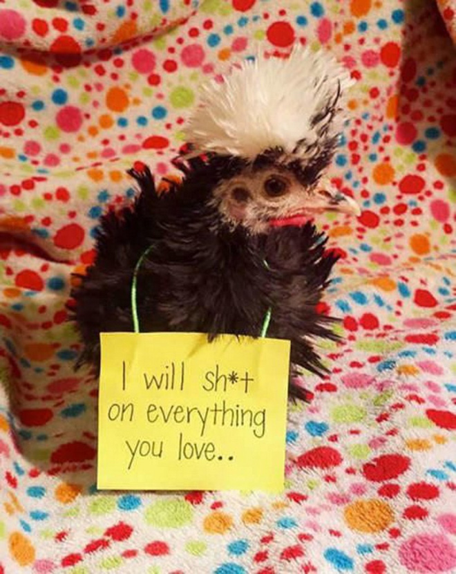 Chicken shaming.