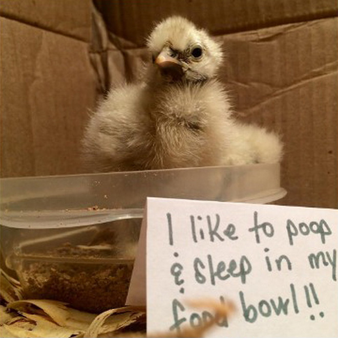 Chicken shaming.