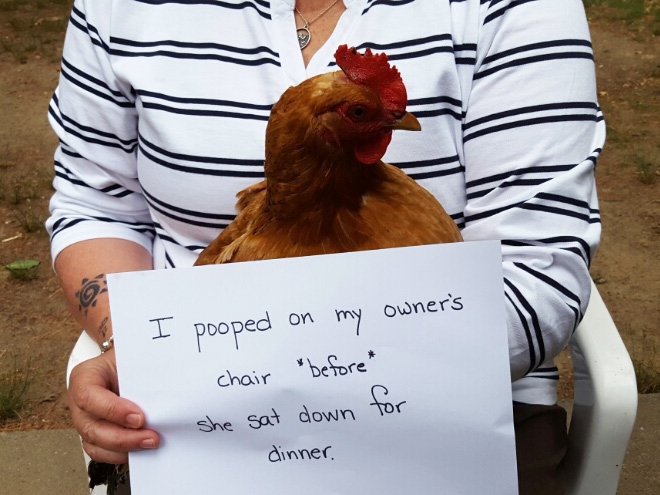 Chicken shaming.