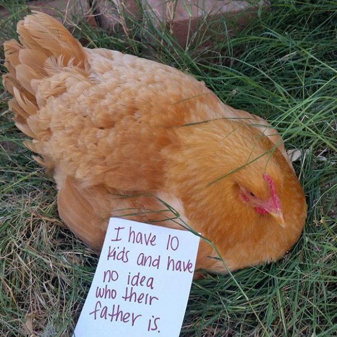 Chicken shaming.