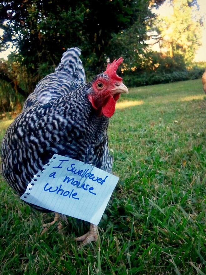 Chicken shaming.