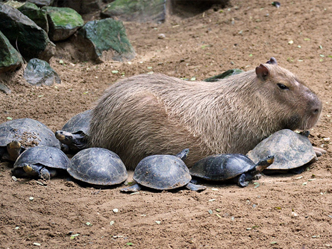 Capybaras are friendly with everyone!