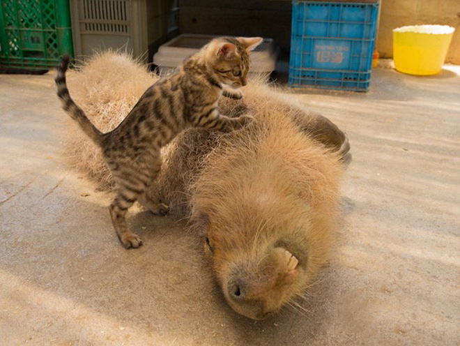 Capybaras are friendly with everyone!