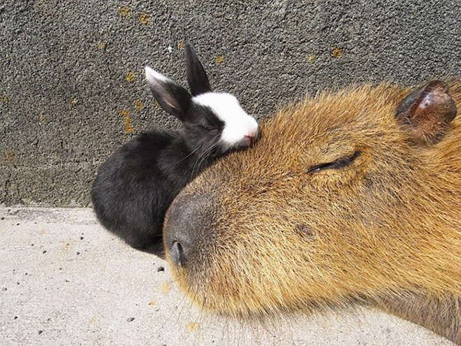 Capybaras are friendly with everyone!