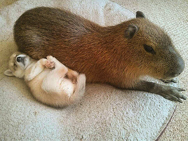 Capybaras are friendly with everyone!