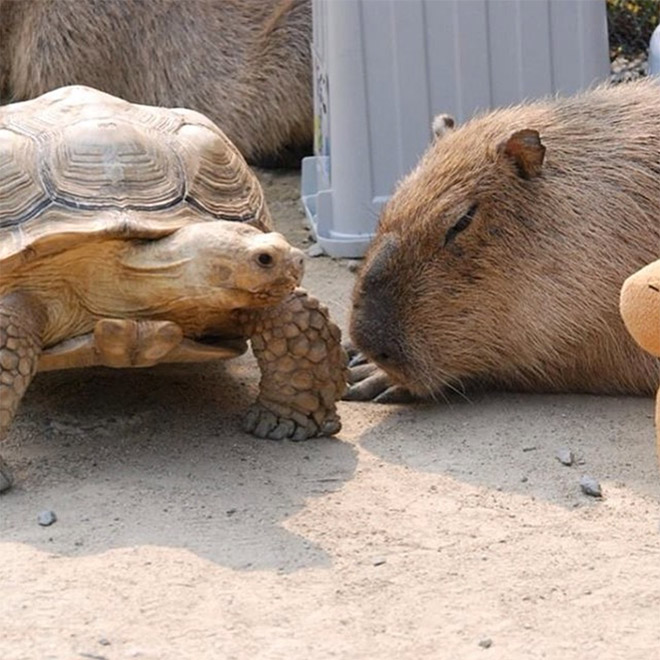 Capybaras are friendly with everyone!