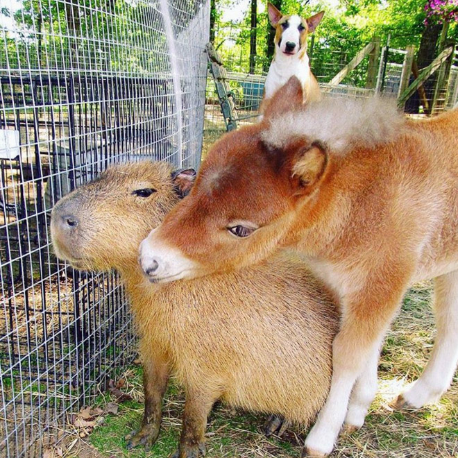 Capybaras are friendly with everyone!