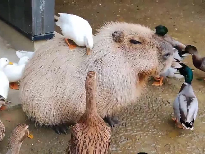 Capybaras are friendly with everyone!