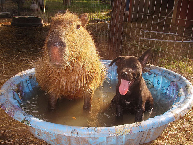 Capybaras are friendly with everyone!