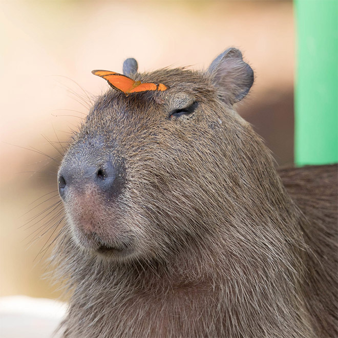 Capybaras are friendly with everyone!