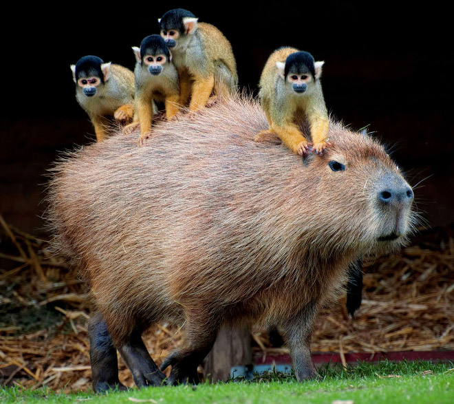 Capybaras are friendly with everyone!