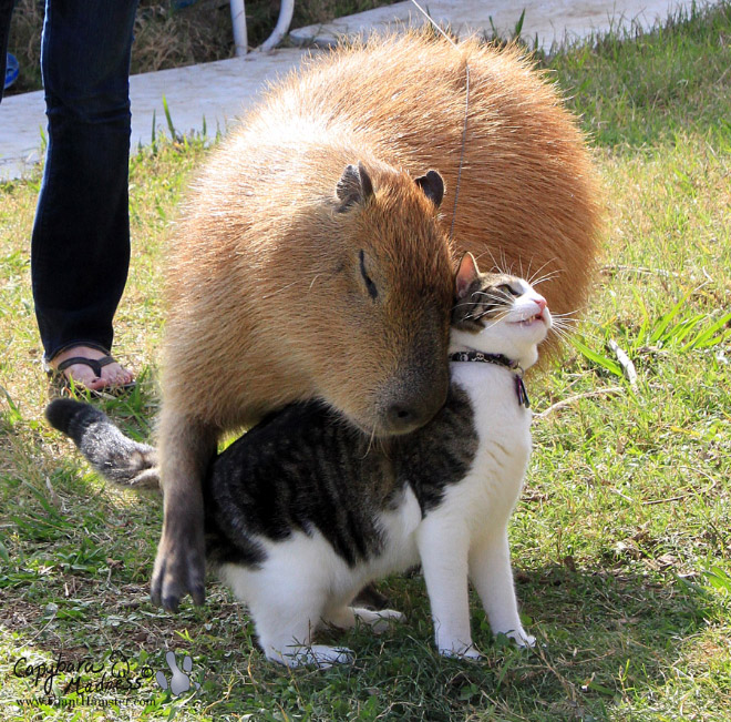 Capybaras are friendly with everyone!