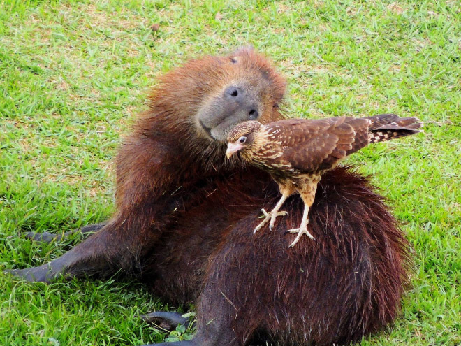 Capybaras are friendly with everyone!