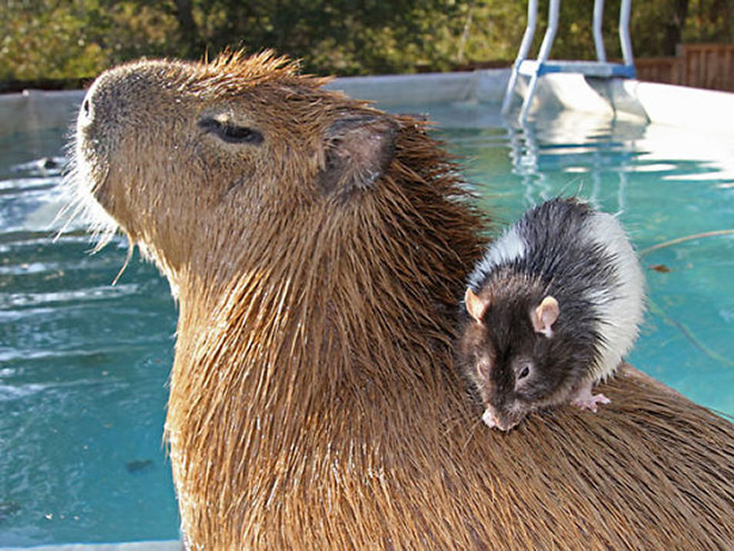 Capybaras are friendly with everyone!