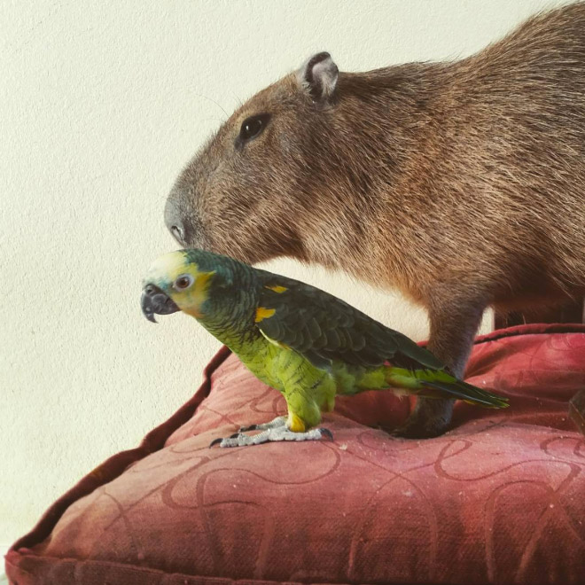 Capybaras are friendly with everyone!