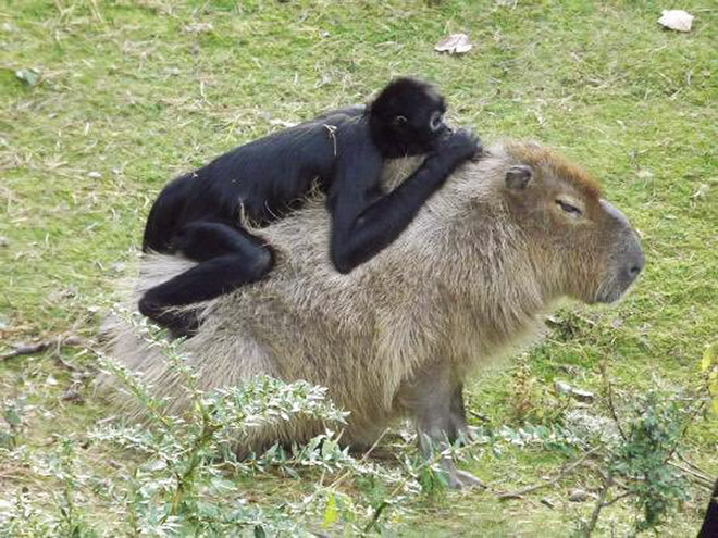 Capybaras are friendly with everyone!